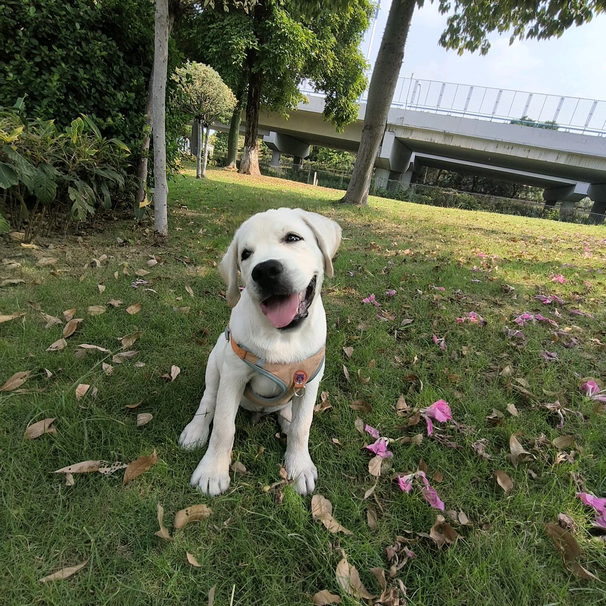 狗狗交流群 群聊头像