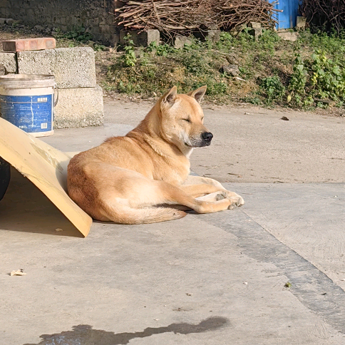 中华田园犬保护区 群聊头像