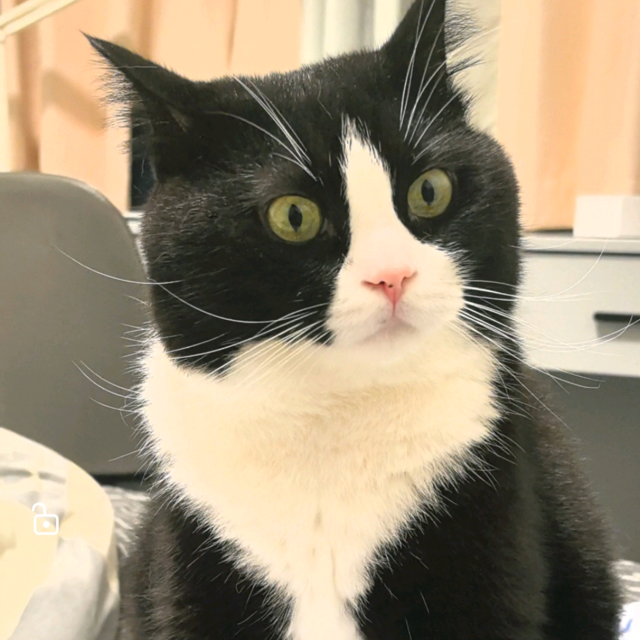 养猫经验交流群 群聊头像