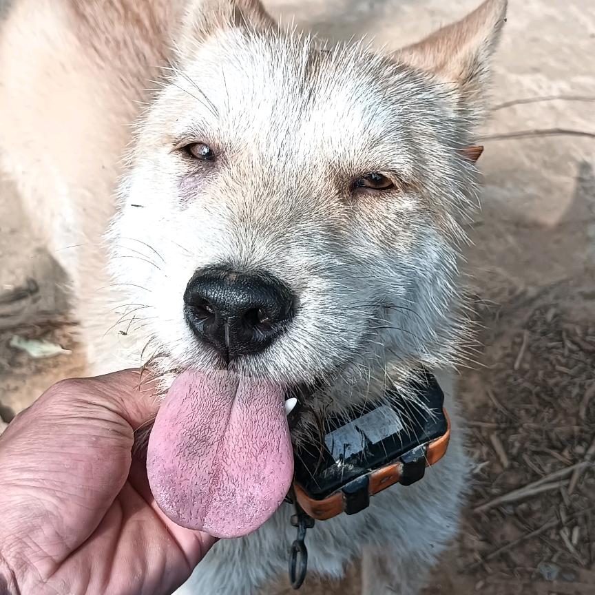 广西猎犬交流群 群聊头像