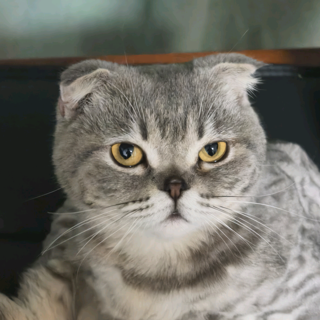 黑猫 AI 分享 群聊头像