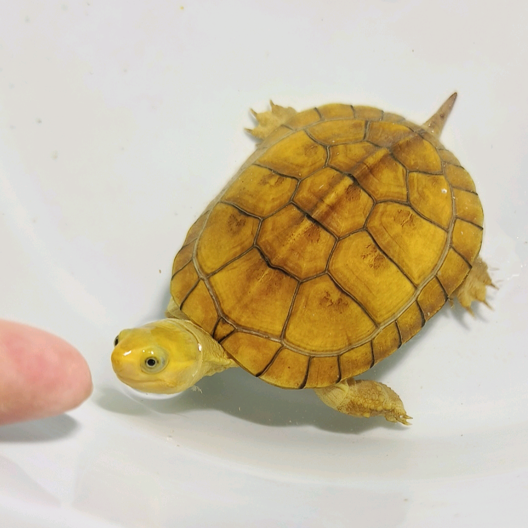 小青🐢龟蜜群 群聊头像