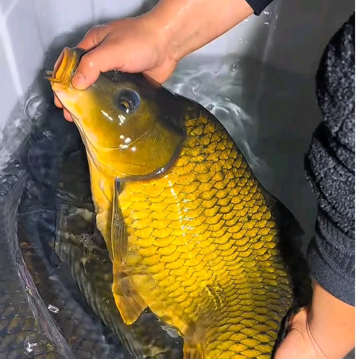遵义野钓资源群① 群聊头像