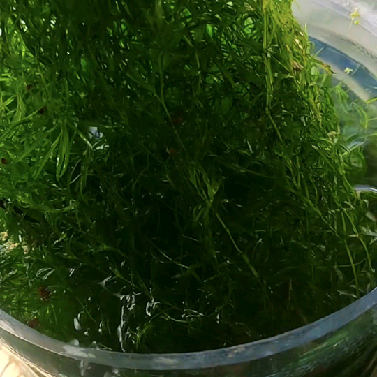 新手养鱼爆缸策略群 群聊头像