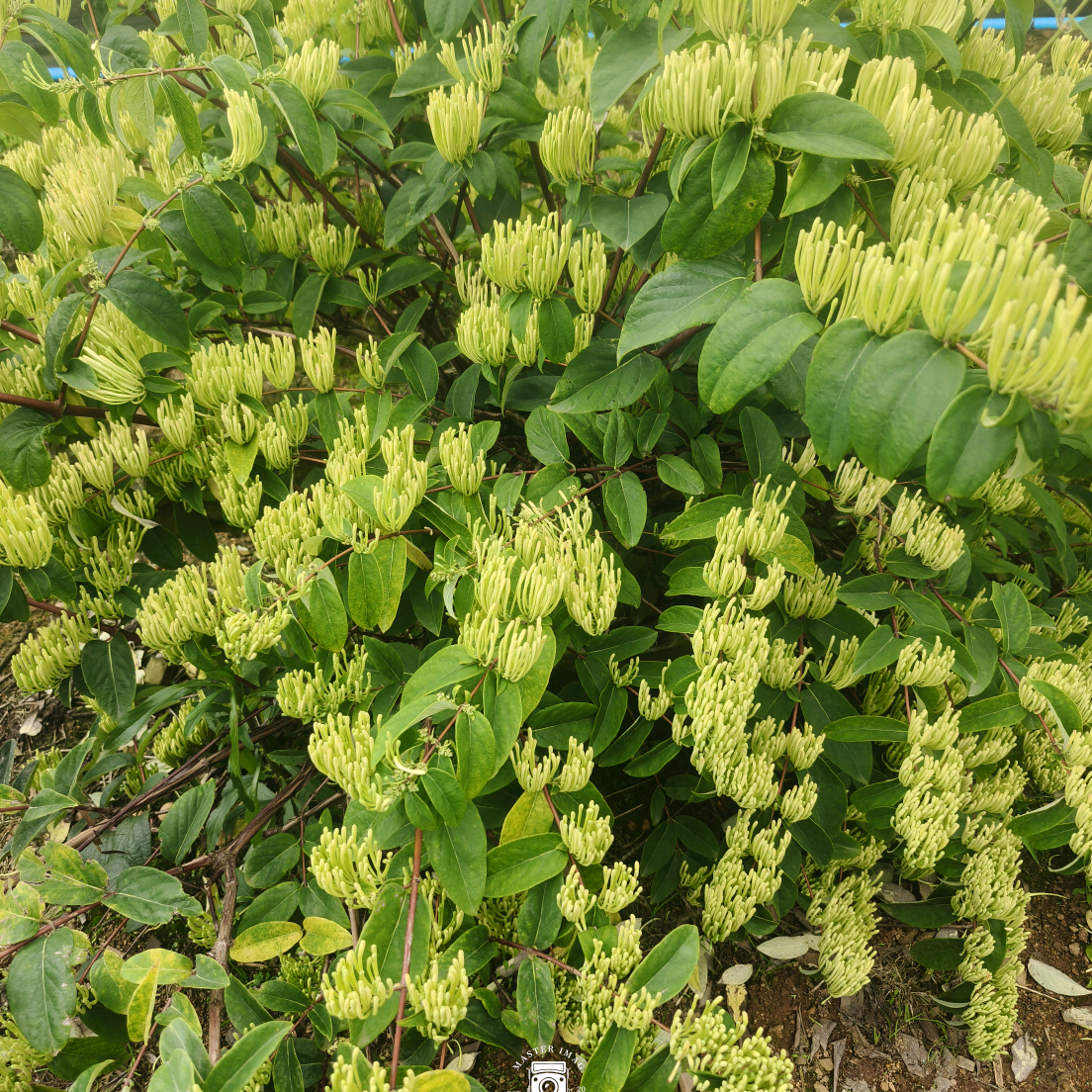 中药材种植交流群 群聊头像