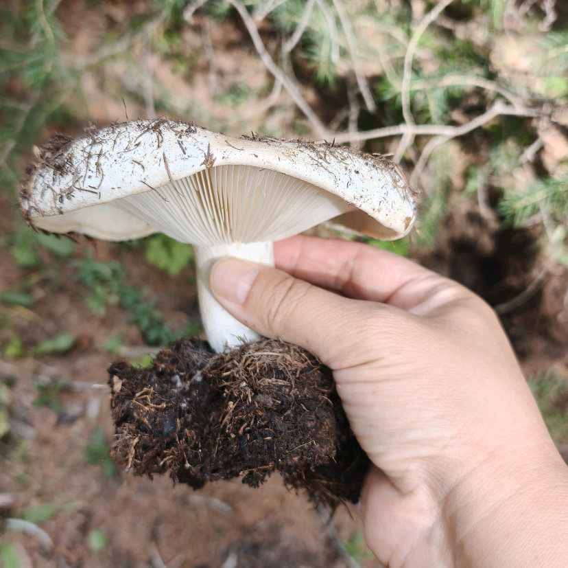 捡蘑菇的快乐 群聊头像
