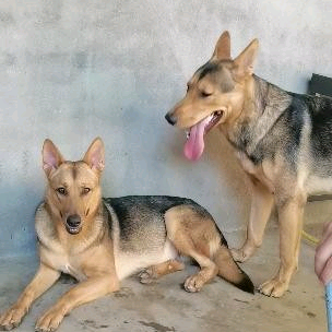 昆明犬交流群 群聊头像