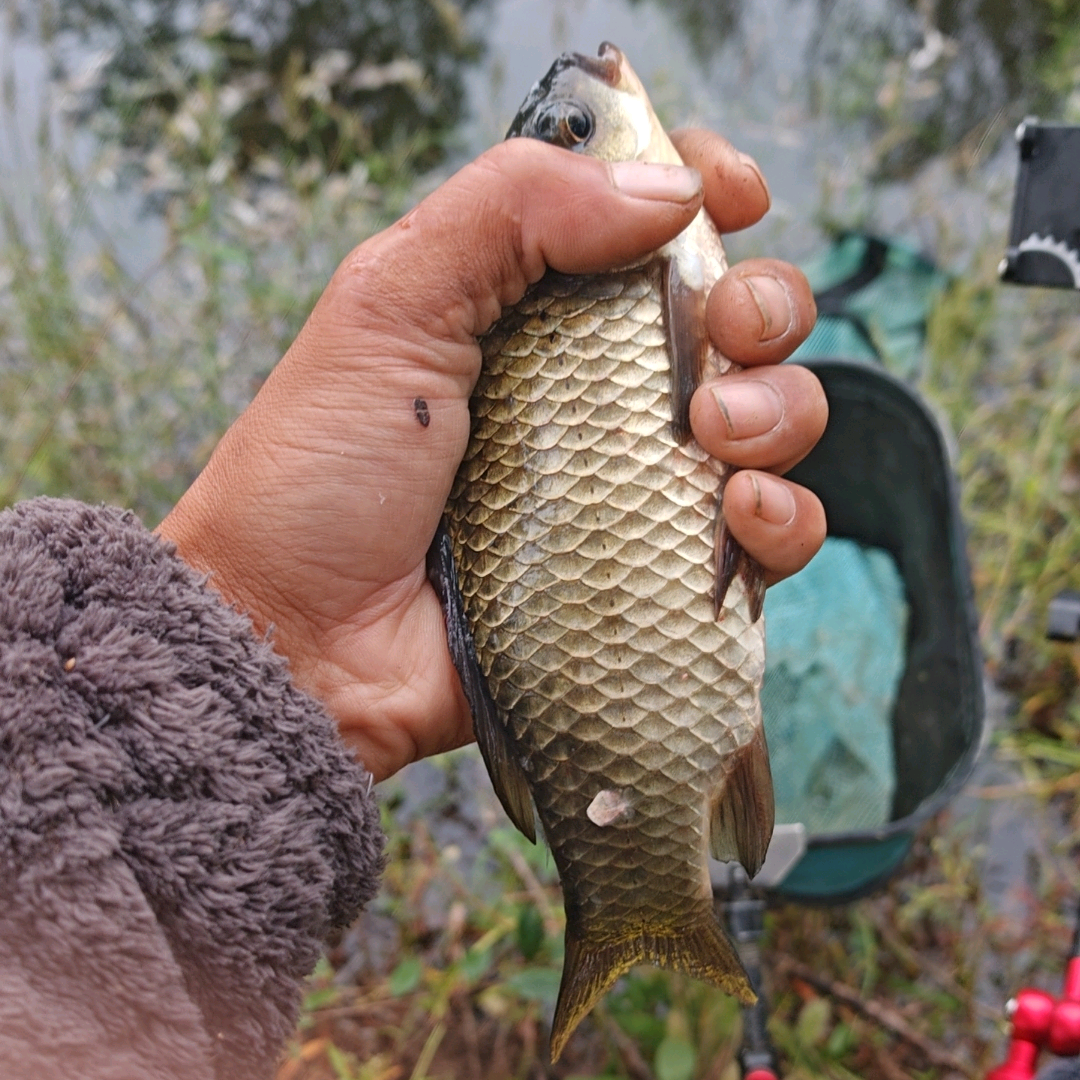 （ 1 ）泡沫逗钓小俊哥 群聊头像