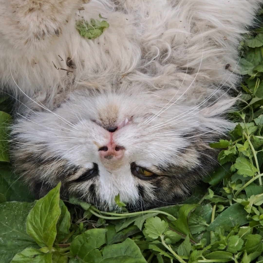 猫咪救助群 群聊头像