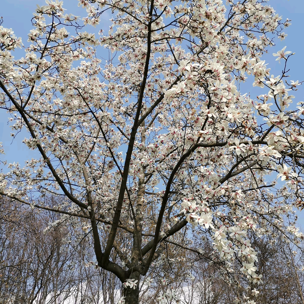晋鲁缘群 群聊头像
