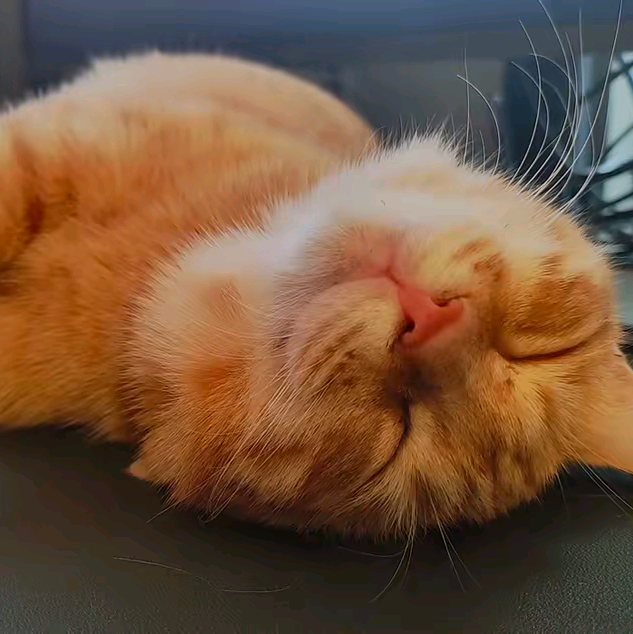 猫猫日常 群聊头像