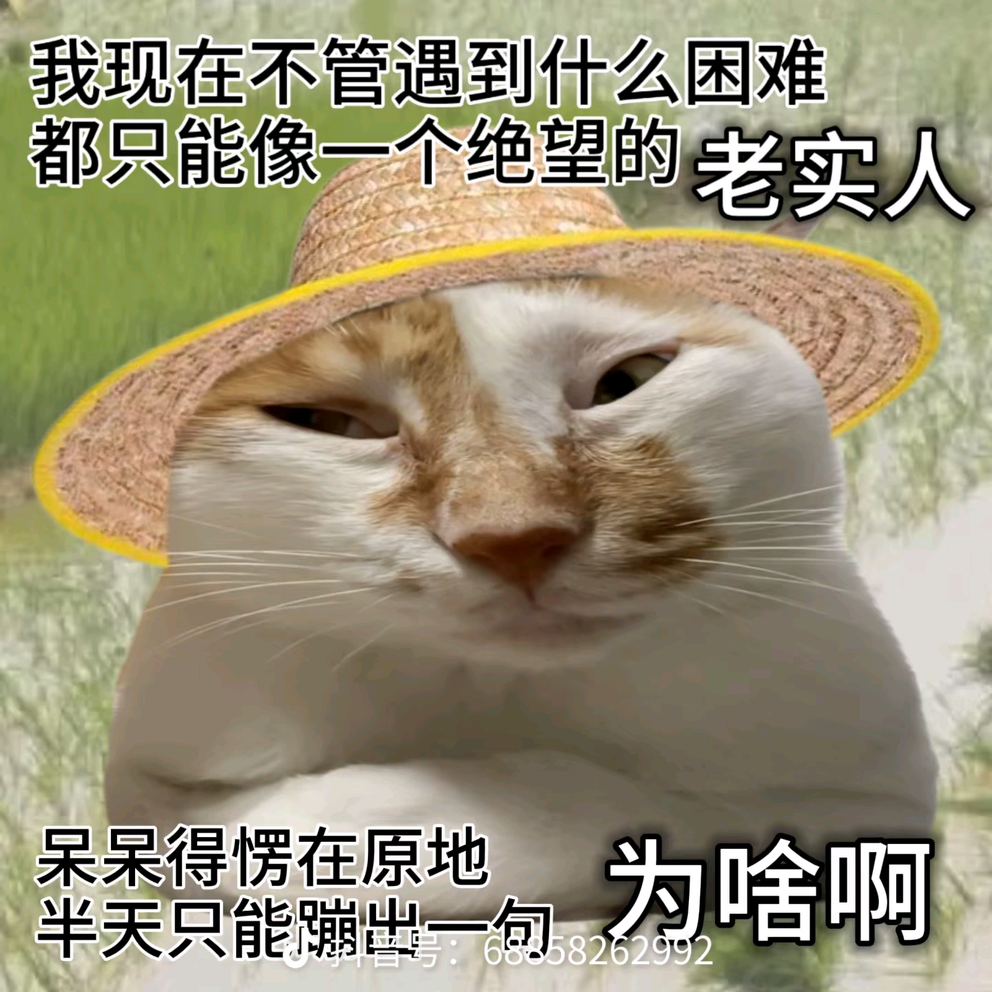 磕糖指挥部 群聊头像