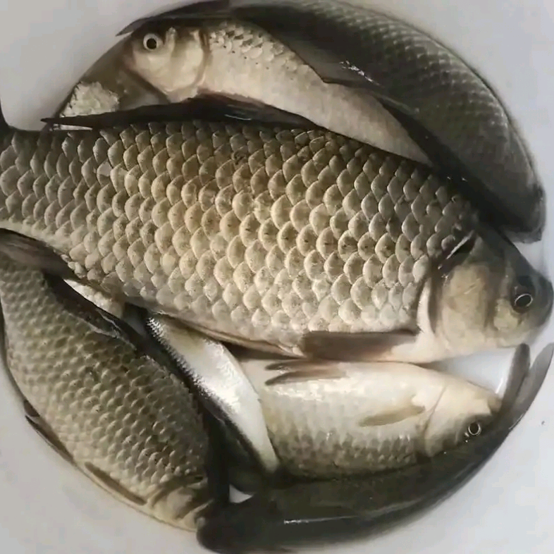 钟祥钓友群 群聊头像