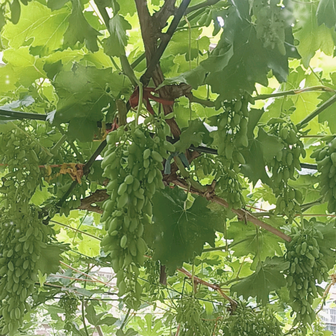 葡萄分享群 群聊头像