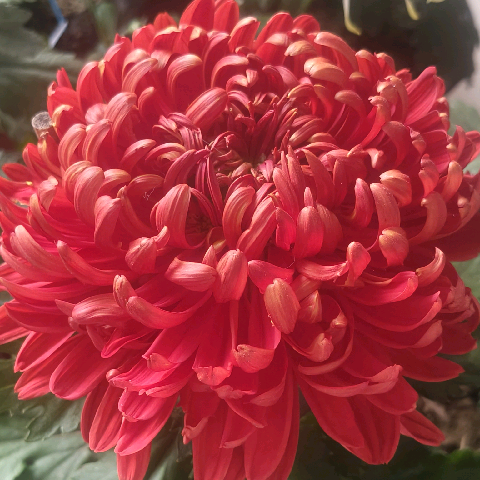 美好菊花交流群 群聊头像