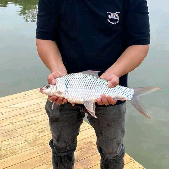 彪哥爱钓鱼🎣野钓群(1) 群聊头像