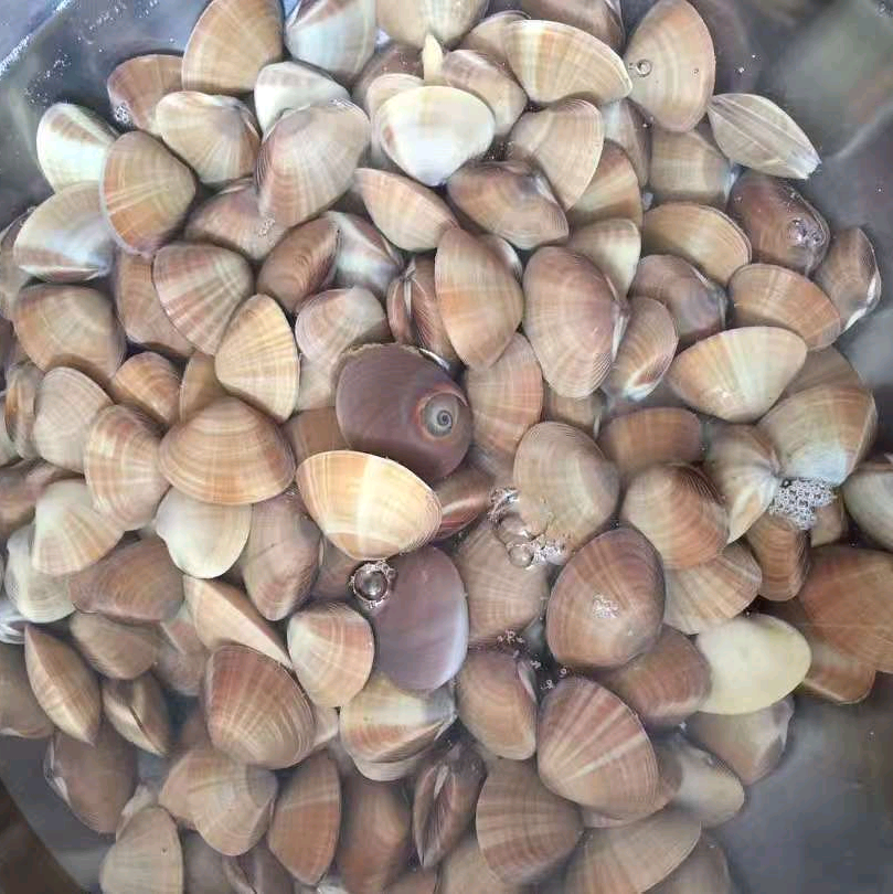 赶海群 群聊头像