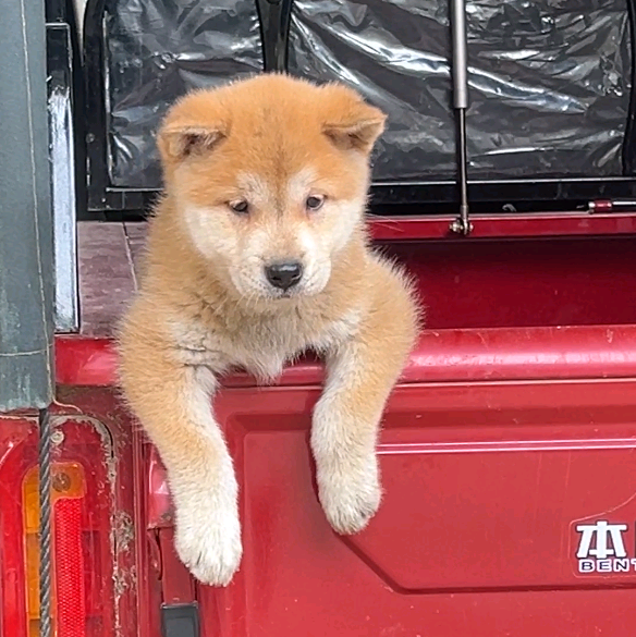 田园犬爱好者小韦 群聊头像