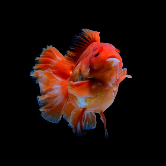 泰狮鱼友群 群聊头像
