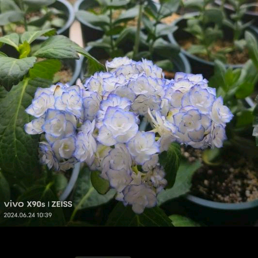 阳台绣球花养护分享 群聊头像