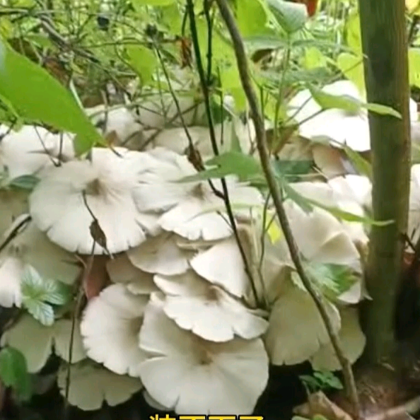 捡菌子卖菌子群 群聊头像