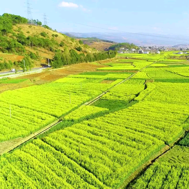 丰乐田园 群聊头像