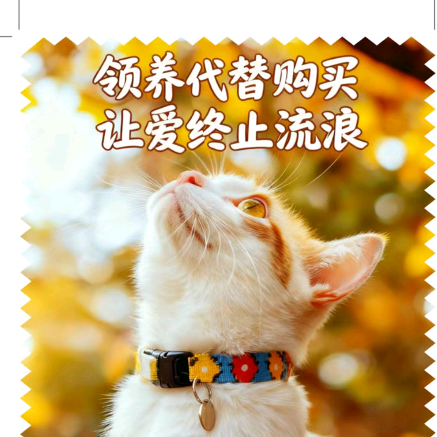 流浪猫领养群 群聊头像