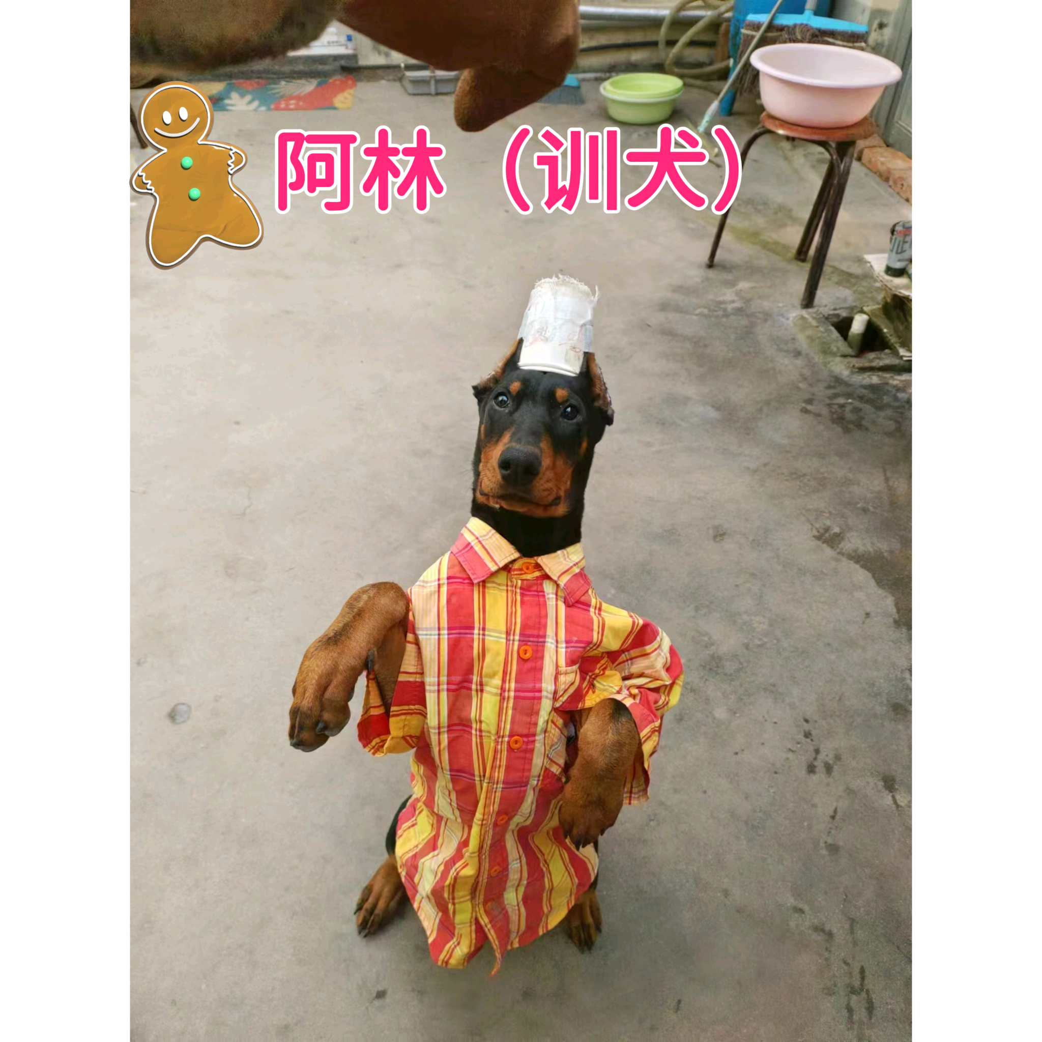 养、训狗交流，学习群！ 群聊头像
