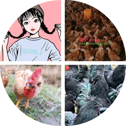 小茉莉养鸡群 群聊头像
