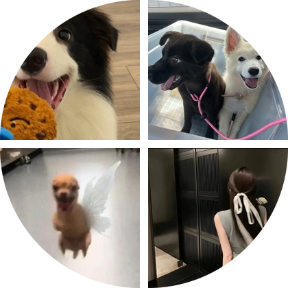 猪鼻小狗救助群 群聊头像