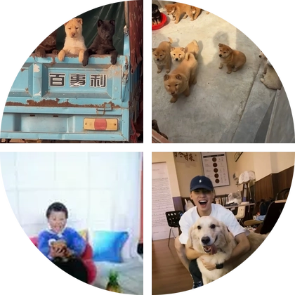中华田园犬群 群聊头像