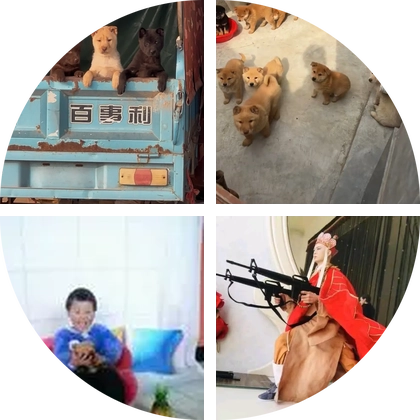 中华田园犬群 群聊头像