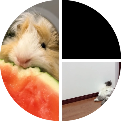 小猪饲养交流社 群聊头像