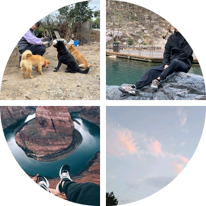田园犬交流群 群聊头像