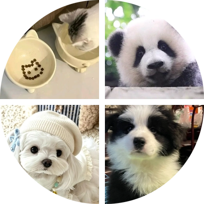 宠物互助群 群聊头像