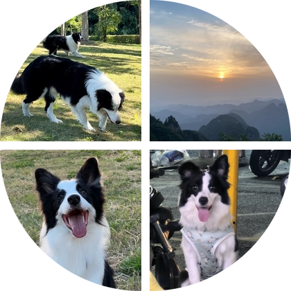 狗狗交流群 群聊头像