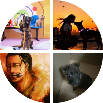 石家庄马犬大军集合📣 群聊头像