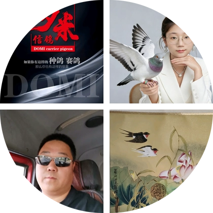 多米赛鸽 群聊头像
