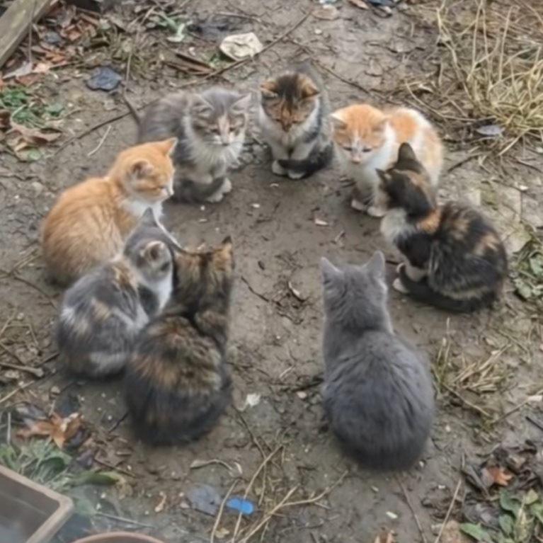猫饭屋 群聊头像
