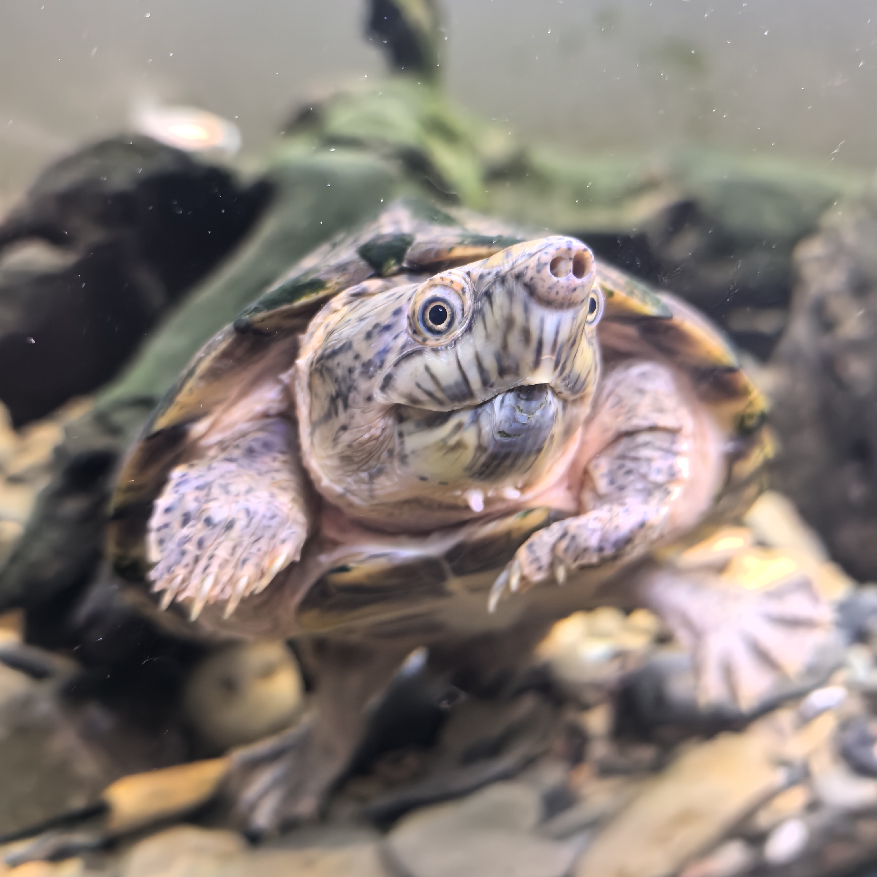 深圳养龟佬交流群🐢 群聊头像