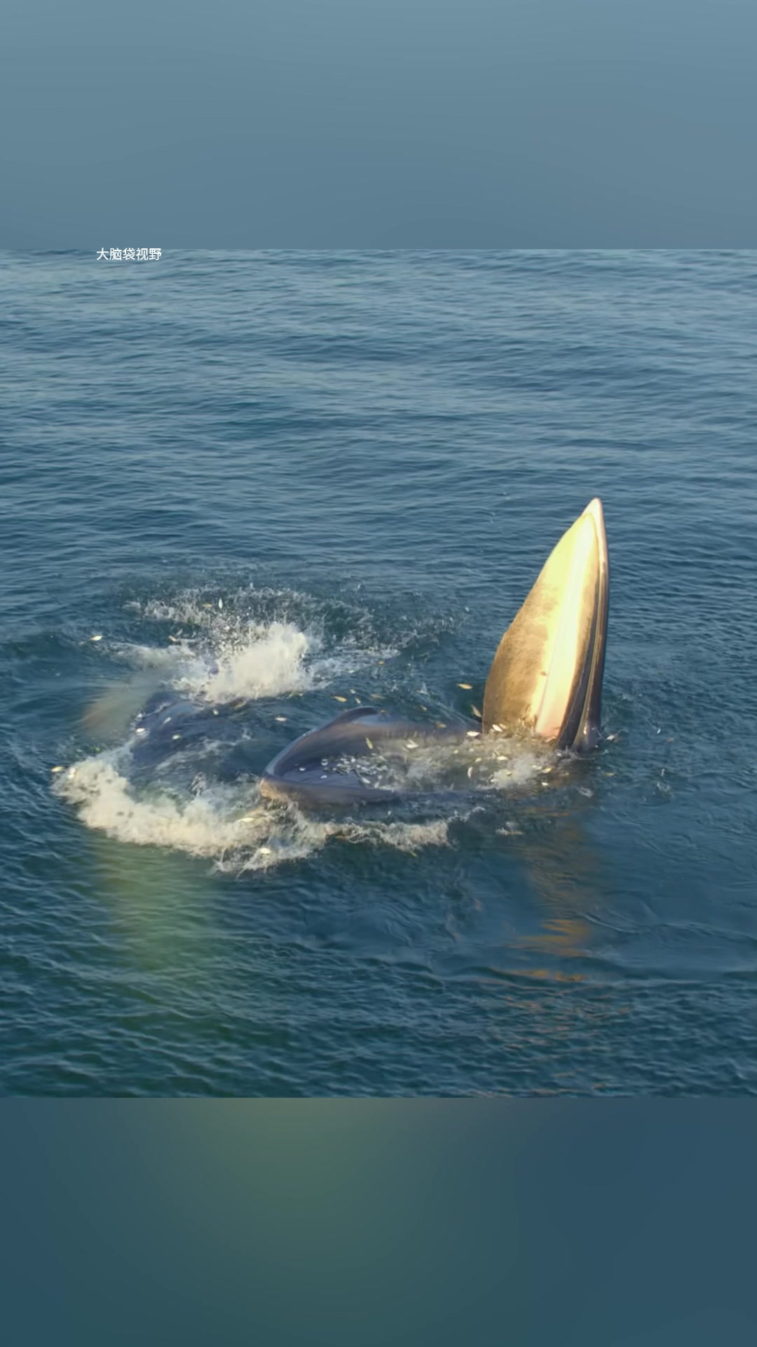 蓝鲸地球46亿年来最大的动物！体长33米，重量接近200吨#蓝鲸#鲸鱼#座头鲸#鲸落#海洋生物-2345少年版，绿色安全的青少年上网导航