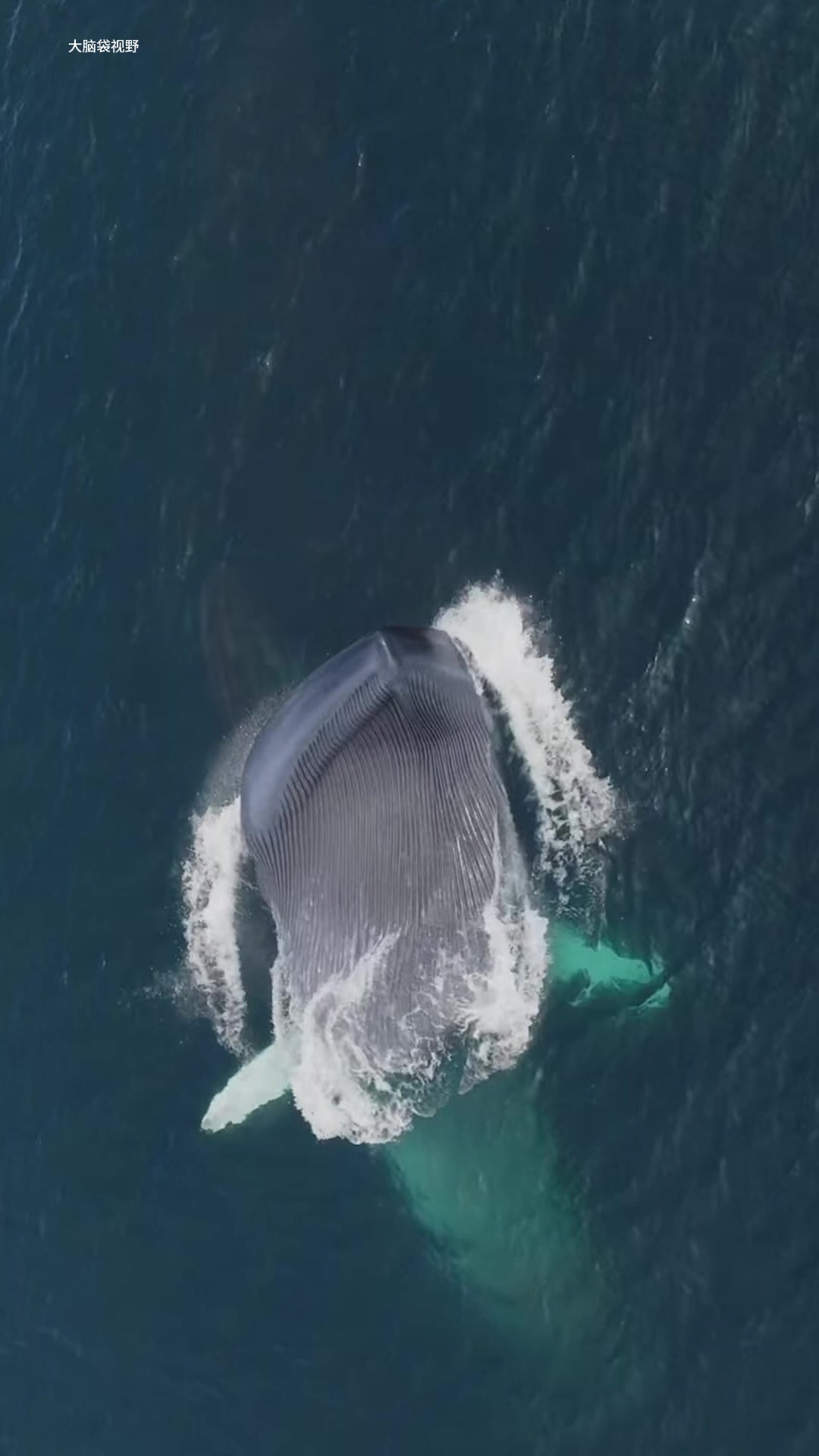 蓝鲸到底有多大？-2345少年版，绿色安全的青少年上网导航