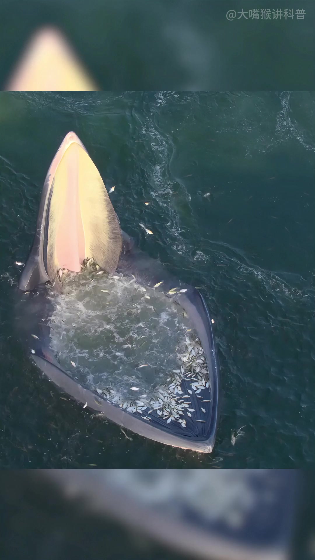 蓝鲸，地球上有史以来最大的动物，身长33米，体重接近200吨#蓝鲸#鲸鱼#海洋生物#动物解说#神奇动物在抖音-2345少年版，绿色安全的青少年上网导航