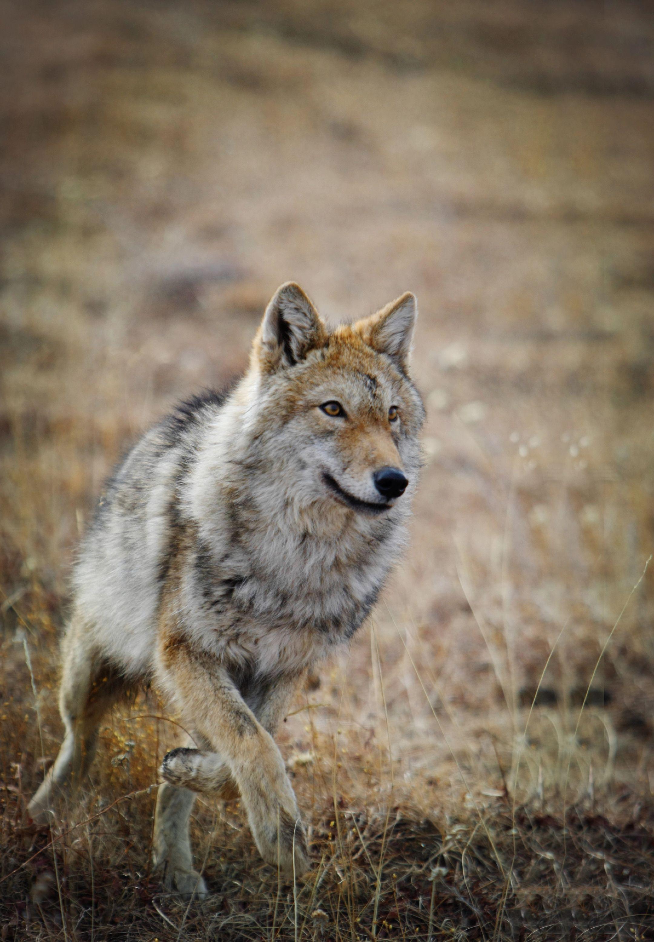 李微漪确认格林离世