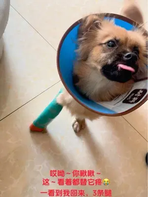 狗狗在医院里从楼梯上摔下不到一年的时间 同样的位置和伤口