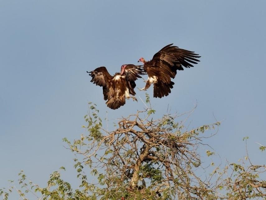 抖音上的“秃鹫女侠”