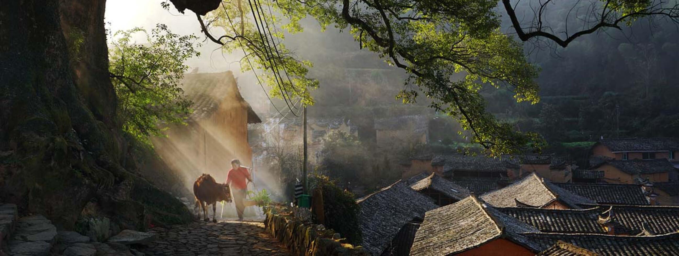 乡村发展(山货上头条)