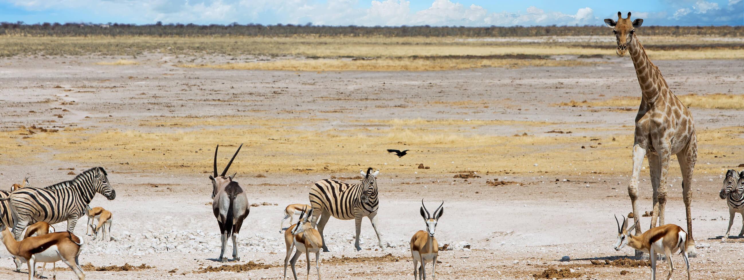 应对气候变化(生物多样性)