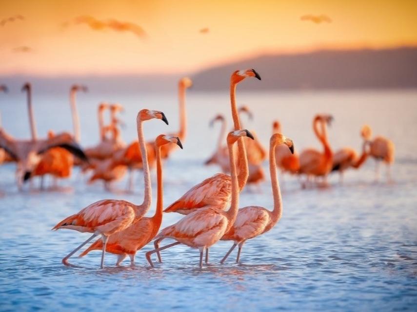 我在字节跳动的工作日常:拍东北虎、看棕熊、找雪豹......