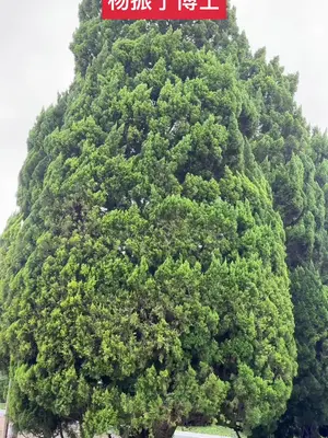 杨振宁逝世:杨振宁在物理界的地位 #杨振宁在物理界的地位 #杨振宁逝世